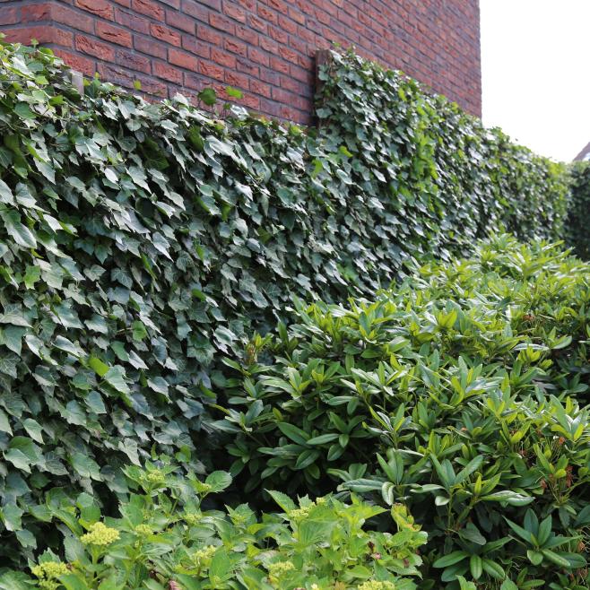 Groene muur met Hedera hagen